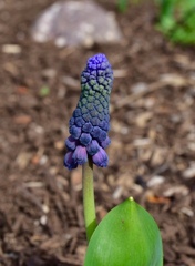 Muscari latifolium