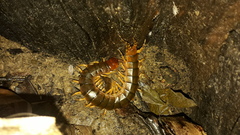 Scolopendra angulata