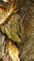 Engystomops pustulatus