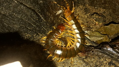 Scolopendra angulata