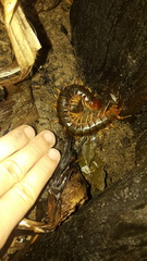 Scolopendra angulata