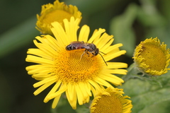 Lasioglossum