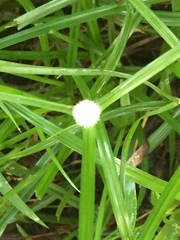 Cyperus mindorensis