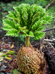 Gunnera manicata