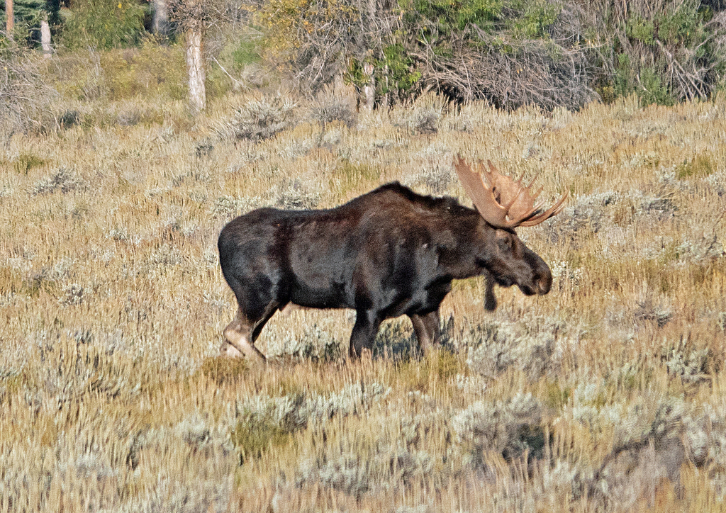 Moose from Teton County, WY, USA on September 25, 2023 at 08:24 AM by ...