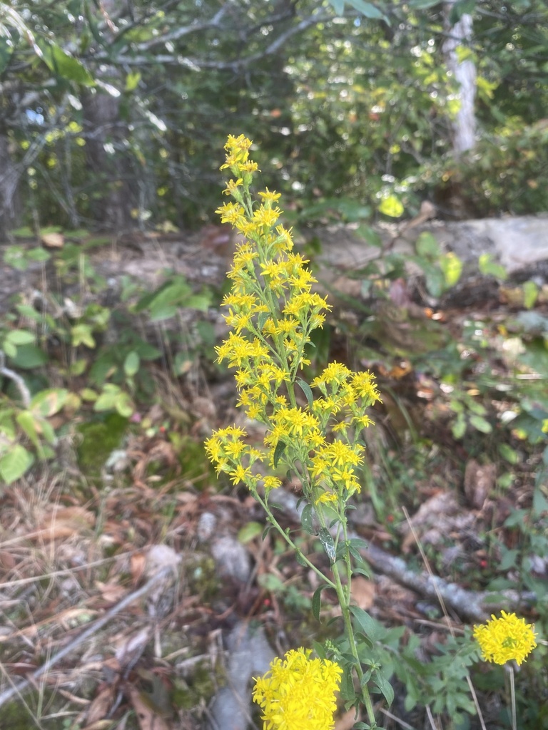 Solidago puberula pulverulenta from Coldwater Rd, Mascot, VA, US on ...