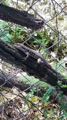 Leiocephalus carinatus