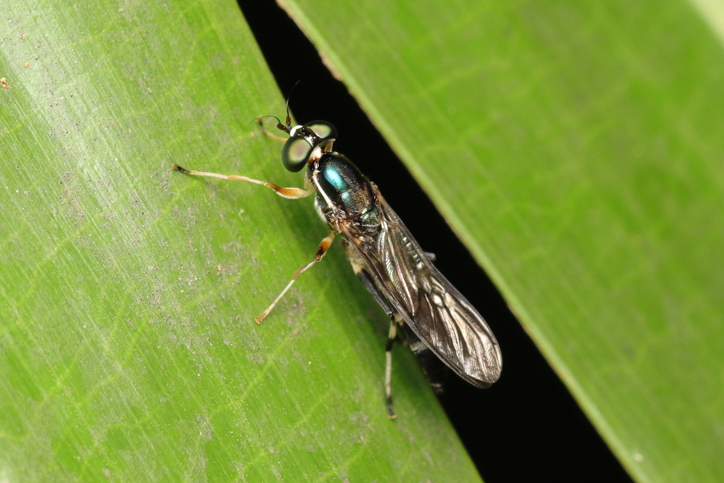 Merosargus cingulatus