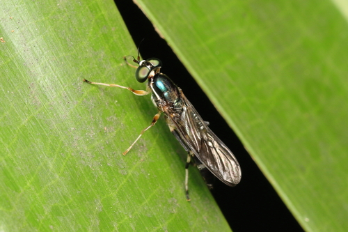 Merosargus cingulatus