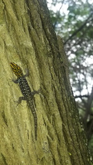 Gonatodes caudiscutatus
