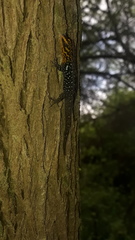 Gonatodes caudiscutatus