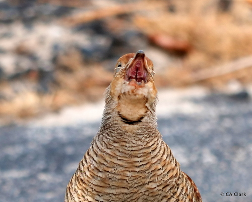 Grey Francolin
