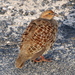 Grey Francolin - Photo (c) sea-kangaroo, some rights reserved (CC BY-NC-ND), uploaded by sea-kangaroo