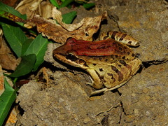 Leptodactylus insularum