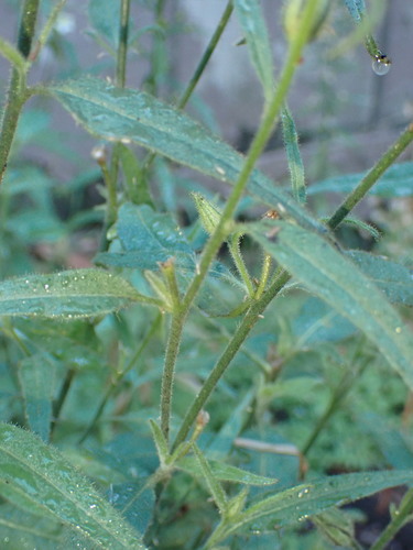 Image of Nicotiana acuminata by (c) agujaceratops, some rights reserved (CC BY)