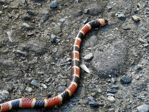 Costa Rican Coral Snake