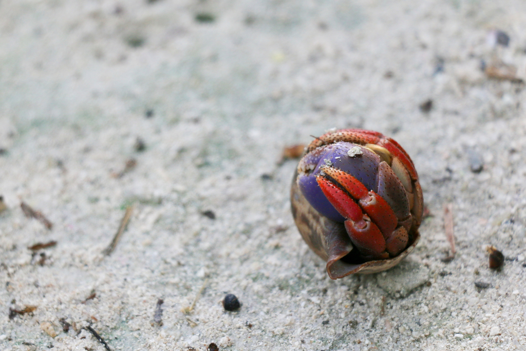 Photo of Caribbean Hermit Crab (Coenobita clypeatus)