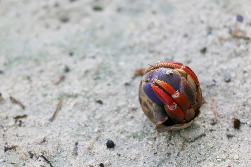 Caribbean Land Hermit Crab, Marathon, Florida 33050, USA, photo 8 of 10