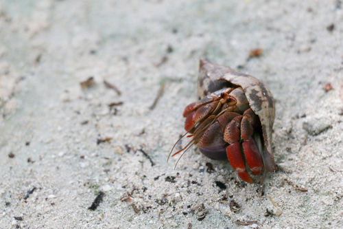 Photo of Caribbean Hermit Crab (Coenobita clypeatus)