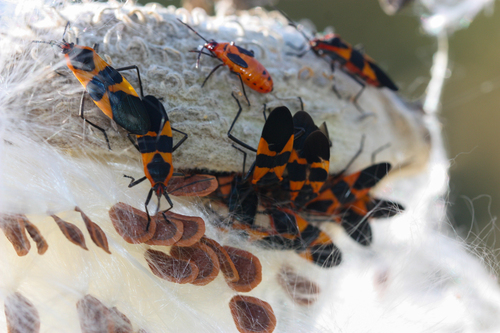 Large Milkweed Bug photographed in Missouri