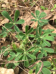 Lupinus subcarnosus