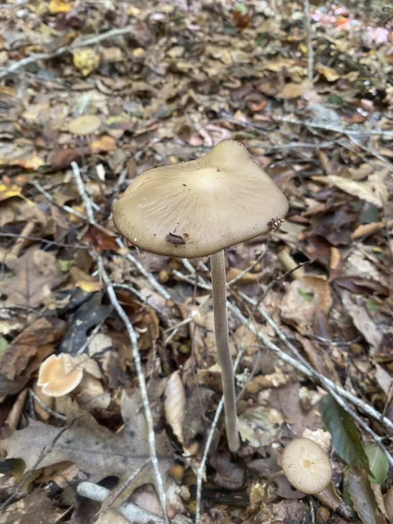Beech Rooter Beech Rooter from Mattaponi, Mascot, VA, US on October 8, 2023 at 11:56 ...