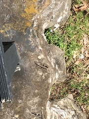 Sceloporus undulatus