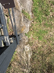 Sceloporus undulatus