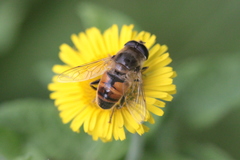 Eristalis tenax
