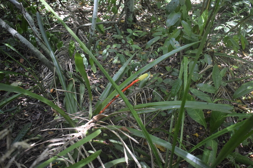 Aechmea roberto-seidelii