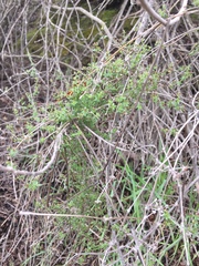 Galium nuttallii