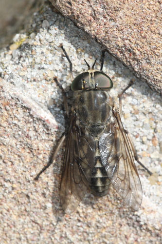 Large Marsh Horse Fly, Alkmaar, Nederland, photo 9 of 10