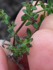 Galium nuttallii