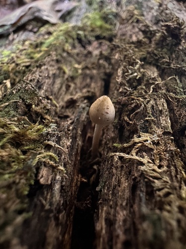 Mycena