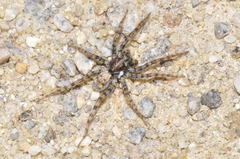 Arctosa perita