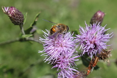 Eristalis tenax