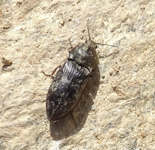 Chequered click beetle photo 3