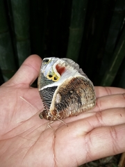 Dynastor macrosiris strix