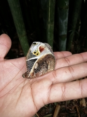 Dynastor macrosiris strix