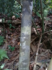 Guatteria amplifolia