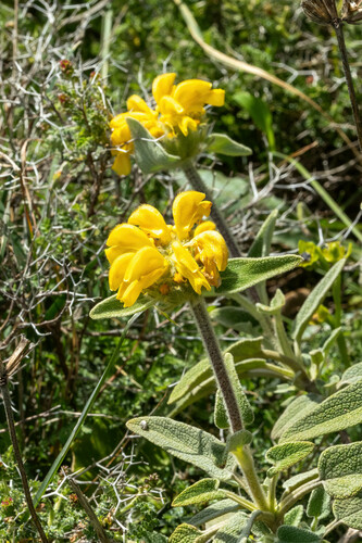 Phlomis cretica, photograph 4