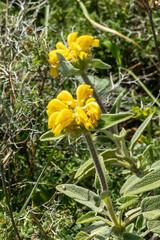 (c) Thibaud Aronson, some rights reserved (CC BY-SA) Phlomis cretica, photograph (c) Thibaud Aronson, some rights reserved (CC BY-SA)