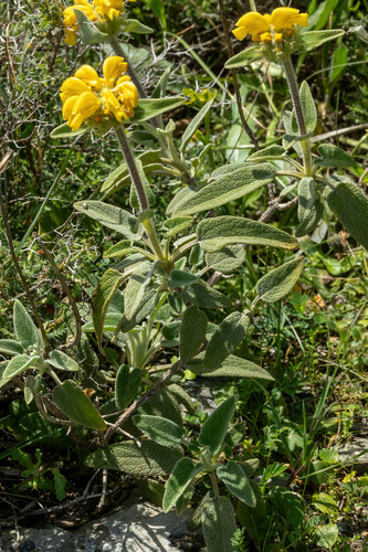 Phlomis cretica, photograph 5
