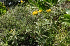 Phlomis cretica, photograph (c) Thibaud Aronson, some rights reserved (CC BY-SA)