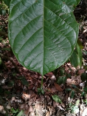 Tachigali versicolor