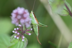 Conocephalus dorsalis