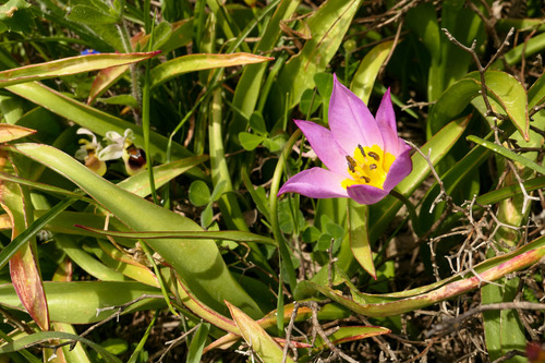 Tulipa saxatilis