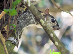 Sciurus colliaei