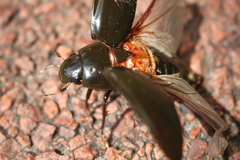 Hydrophilus piceus