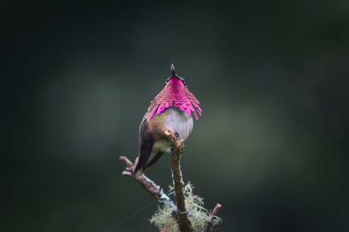 Wine-throated Hummingbird (Selasphorus ellioti)